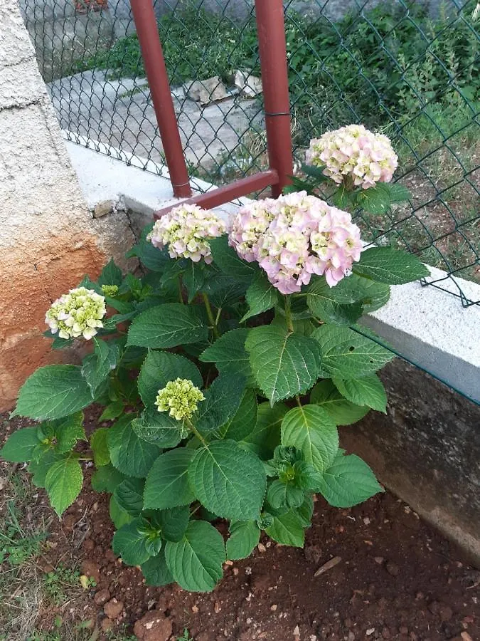 Apartment Jardin With Free Cowered Parking Zadar Chorwacja